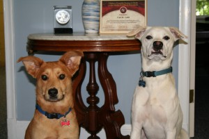 Duke and Cameron, Receptionists